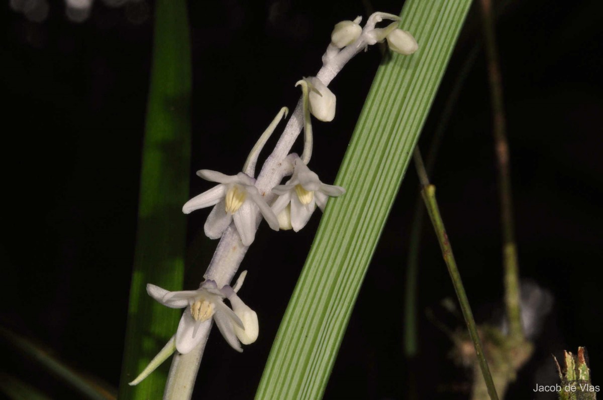 Ophiopogon intermedius D.Don